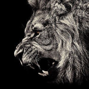 PRIMAL