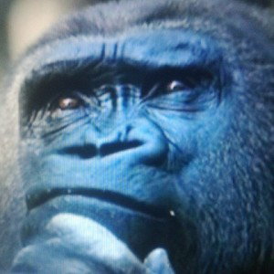 il gorilla pazzo