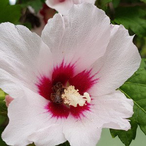 la tua bellezza una carezza