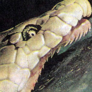 . Resurrection of the Snake.             
