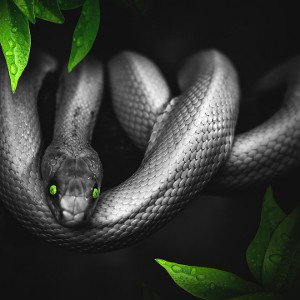  "About the Snake girl" ("Про девушку змею")