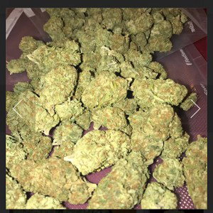 CALI VIBES STAY GRINDIN FREESTYLE