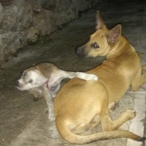la mordida improvisada😂🐕🐩