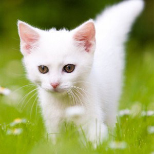 Meow