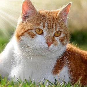 лохов король