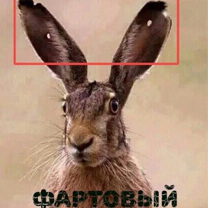 TPF-береги мозги 