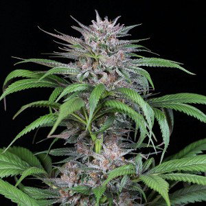 Ömer385i - KUSH