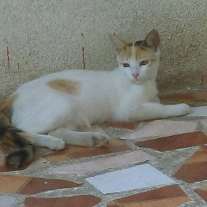 @FALKA!!!!???KORONA KINGGGGGGGGGGGGGGGGGGGGGGGGGGGG