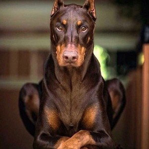 среди грязи и пафоса сук
