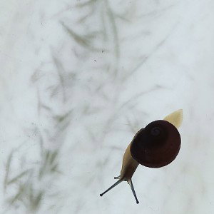 mi camino