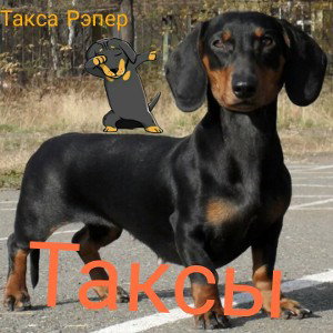 Такса Рэпер-"Таксы"