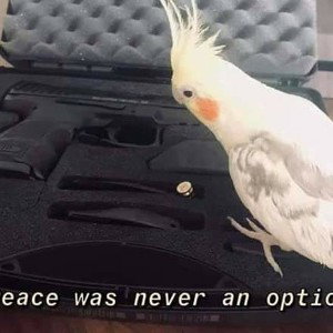 Bird Shit 