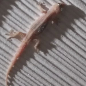 lizard FED