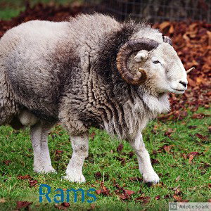 Rams