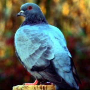 Pigeon bleu remix