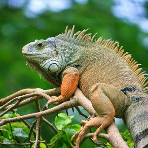 Leguan