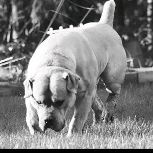 underdog