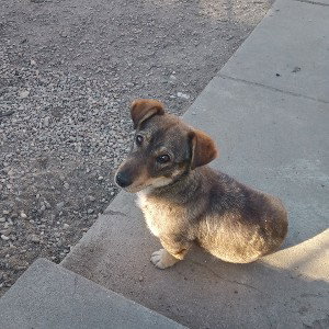 rex of dog