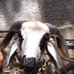 كلاش تونسي 🦟