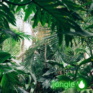 Jungle 🔥