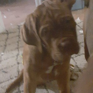 mastiff