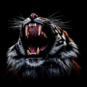 tigre real