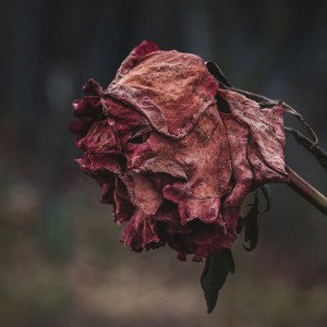 RABBSTER- Flor Marchita
