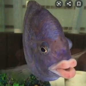 Mr fishy face @Darnell Griffin what ever the fuck your name is.