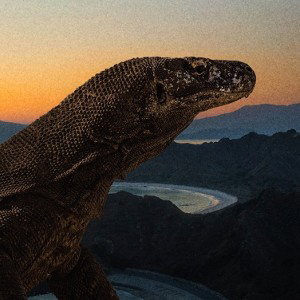 komodo tongue