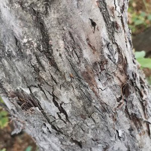 лось