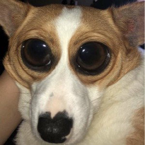 NOIZEY
