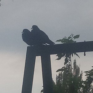Автор－Без припева