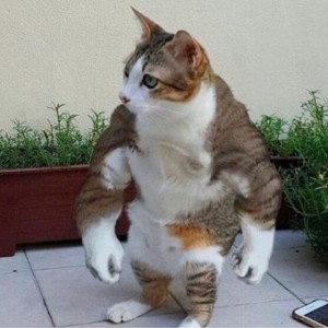 Ninja