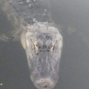 ALLIGATOR GARDENS