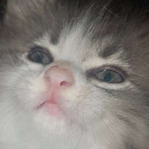 yo