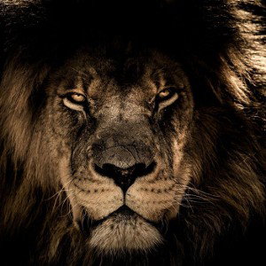 Lion solitaire 
