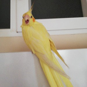 birdsporn