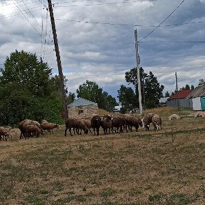 овцы скамят