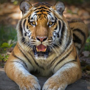 #Tigre