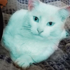 СКИТ ОТ АЛИШЕРА. (МЕНЯ ВЗЛОМАЛИ, ЭТО СЛИВЫ 
