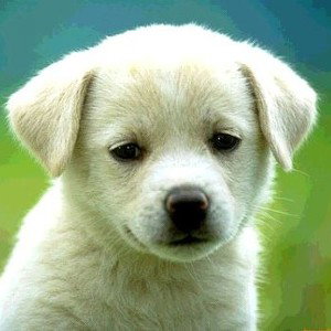 "el amor entre un perro y su dueño"