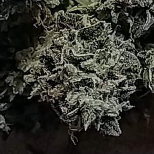Them Weed