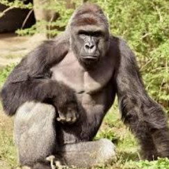                                           🦍🦍🦍🦍🦍🦍🦍🦍🦍🦍🦍🦍🦍🦍🦍🦍🦍🦍🦍🦍🦍🦍🦍🦍🦍🦍🦍🦍                                                  