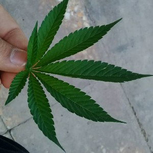 حذب باد