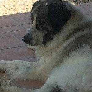  Mi mascota