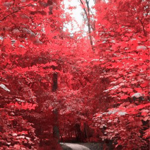 Autumn Shit 