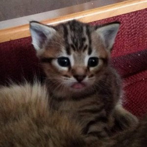 😼