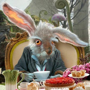 crazy rabbit