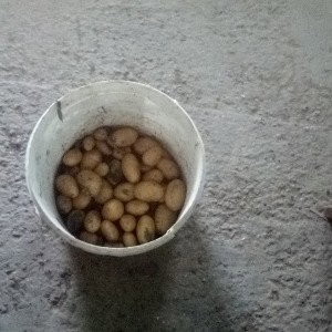 шла за кортохой