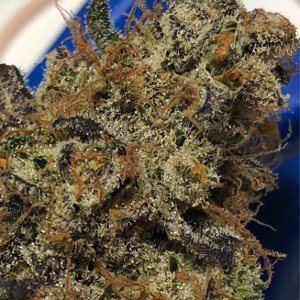 NBA GELATO 